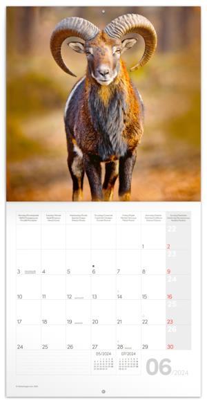 Poznámkový kalendár Zvieratká z lesa 2024 PG (2)